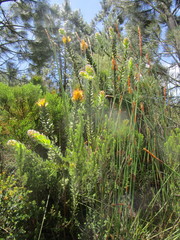 Mimetes pauciflorus