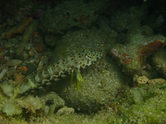 Parapercis millepunctata