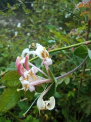 Lonicera implexa
