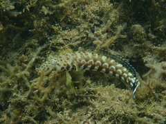 Parapercis millepunctata