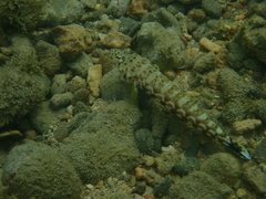 Parapercis millepunctata
