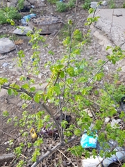 Ulmus pumila