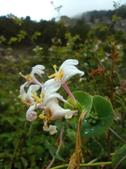 Lonicera implexa