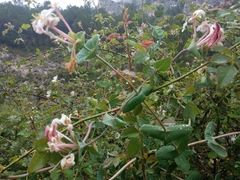 Lonicera implexa