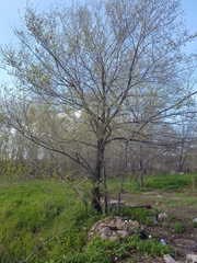 Ulmus pumila