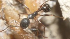 Aphaenogaster picea