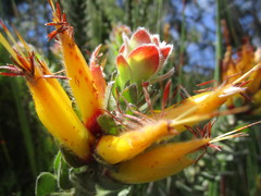 Mimetes pauciflorus
