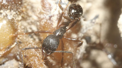 Aphaenogaster picea