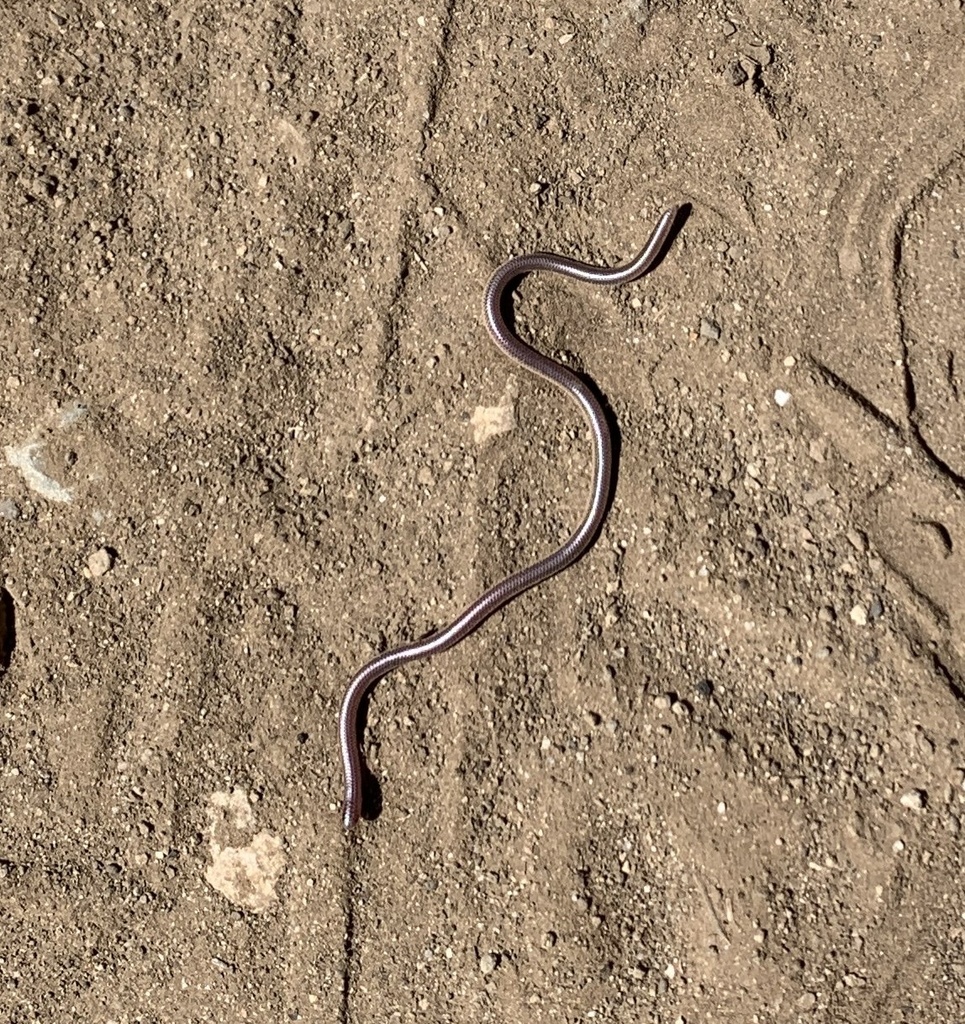 Photo of a Western Threadsnake
