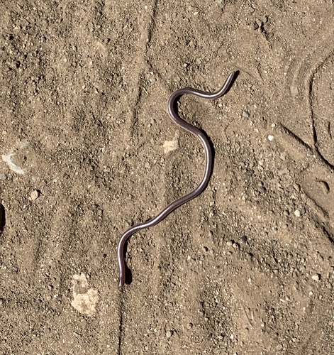 Western Threadsnake, Rena humilis