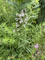 Penstemon laevigatus