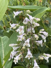 Penstemon laevigatus
