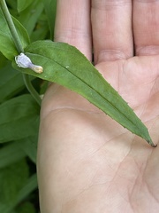 Penstemon laevigatus