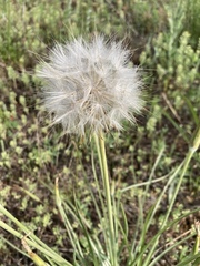 Pseudopodospermum molle