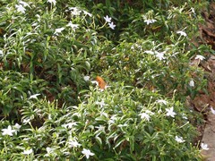 Phalanta phalantha phalantha