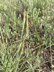 Pseudopodospermum molle