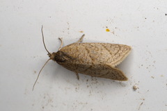 Clepsis senecionana
