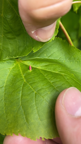 Red Nail Gall Mite, Sittard, photo 9 of 10