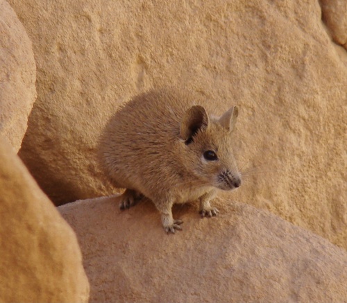 Golden Spiny Mouse