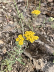 Achillea leptophylla