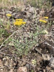 Achillea leptophylla