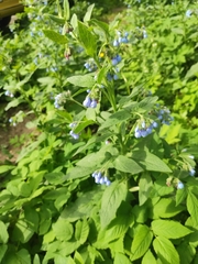 Symphytum caucasicum