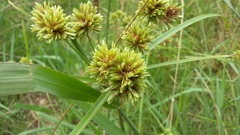 Cyperus pulcher