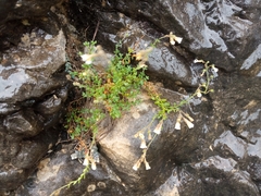 Chaenorhinum