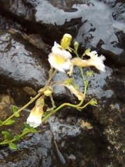 Chaenorhinum