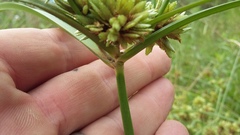 Cyperus pulcher