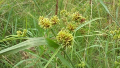 Cyperus pulcher
