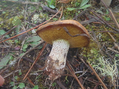 Suillus bellinii
