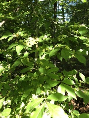 Magnoliopsida