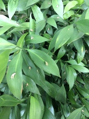 Ruscus