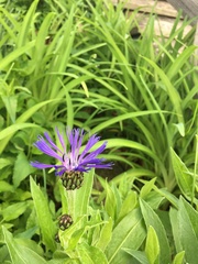 Centaurea cyanus