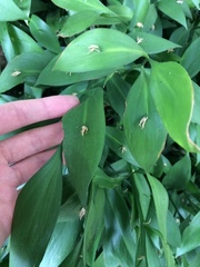 Ruscus