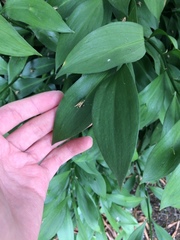 Ruscus