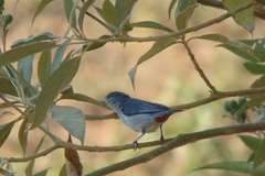 Conirostrum speciosum
