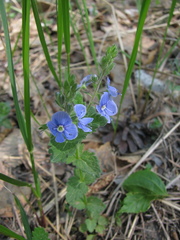 Veronica chamaedrys