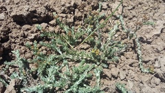 Gnaphalium declinatum