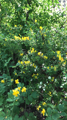 Chamaecytisus ruthenicus