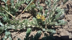 Gnaphalium declinatum