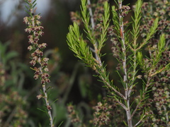 Erica scoparia