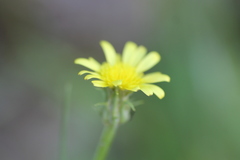 Scorzonera laciniata