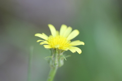 Scorzonera laciniata