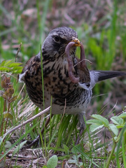 Turdus pilaris