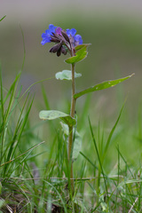 Pulmonaria mollis