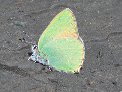 Callophrys rubi