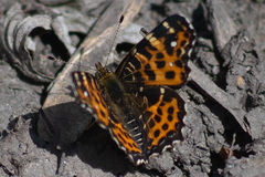 Araschnia levana