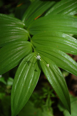 Maianthemum